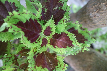 Beautiful mayana leaves plant in the garden