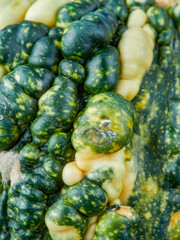 Small decorative pumpkins. Ornamental gourds and squash types. Autumn or fall composition for Halloween and Thanksgiving.