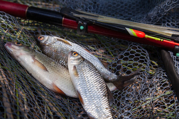 Several fish of common roach (Rutilus Rutilus) with float rod on black fishing net..