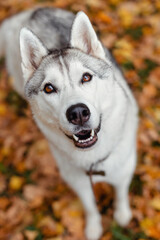 Portrait of a siberian husky looking at the camera