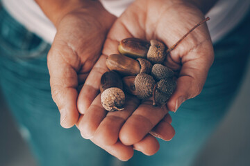 Close up of young woman hands holding a lot of acorns. Autumn lifestyle and background color image. Nature and healthy food nutrition. Beautiful winter season background with people © simona