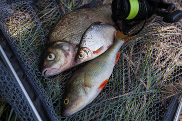 Assort kinds of fish -  freshwater common bream, common perch or European perch, white bream or silver bream and fishing rod with reel on black fishing net.. - obrazy, fototapety, plakaty