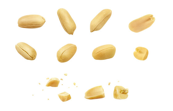 落花生 ピーナッツ イラスト リアル 粒 中身