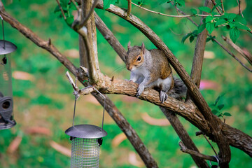 Fototapeta premium funny squirrel sits on a tree near the feeder