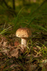 Boletus mushroom in the wild. Porcini mushroom grows on the forest floor at autumn season..