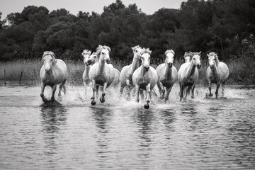 Camargue horses - obrazy, fototapety, plakaty