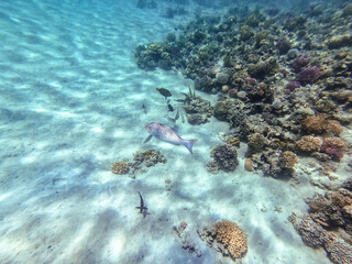 Spangled Emperor fish (Lethrinus Nebulosus) on his coral reef in the Red Sea, Egypt..