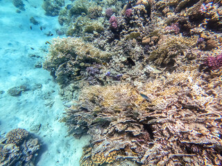 Underwater life of reef with corals and tropical fish. Coral Reef at the Red Sea, Egypt.