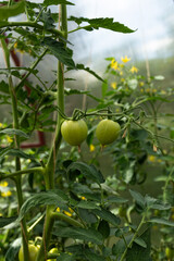 Green tomatoes grow on a branch. Harvest a tomato in the sun