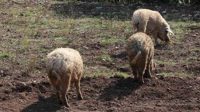 Mangalica or Mangulica Hairy Pig or Sheep Pig Outdoors Slovenia