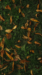 Autumn leaves on the grass