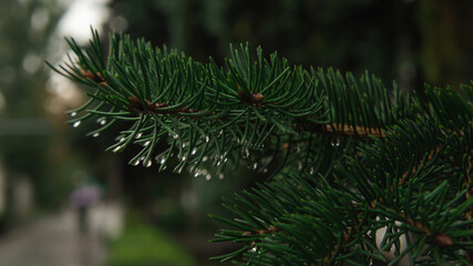 Christmas tree branch in drops