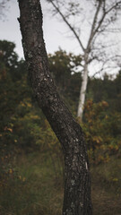 Curved crown of trees in the forest