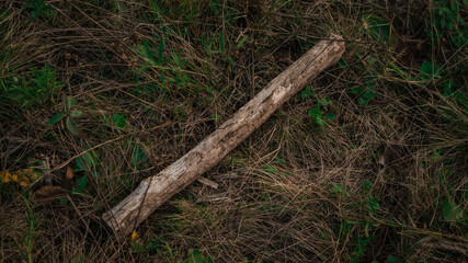 Stick on grass in autumn forest