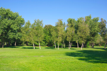 View of the green forest and a clearing with juicy bright grass.
