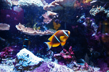 Naklejka na ściany i meble Clownfish or anemonefish, fishes from the subfamily Amphiprioninae at aquarium.