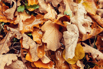 Wet autumn leaves on the ground