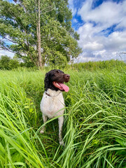 Pies myśliwski, wyżeł, mały munsterlander podczas treningu w trawie, na łące, na polu - obrazy, fototapety, plakaty