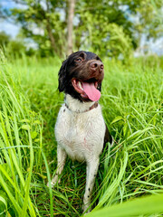 Pies myśliwski, wyżeł, mały munsterlander podczas treningu w trawie, na łące, na polu - obrazy, fototapety, plakaty