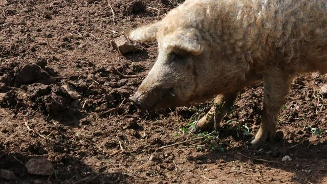 Mangalica or Mangulica Hairy Pig or Sheep Pig Outdoors Slovenia