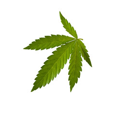 Leaf of hemp isolated on a white background