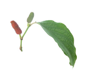 Piper retrofractum isolated on white background