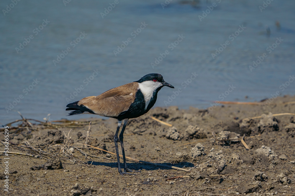 Wall mural spur-winged lapwing (vanellus spinosus) perched on the ground on the lake shore