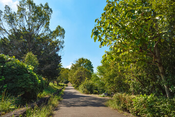 木々に囲まれた歩道	
