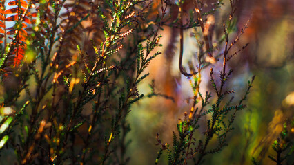 Macro de fougères aux teintes orangées, photographiées dans la forêt des Landes de Gascogne, pendant le crépuscule
