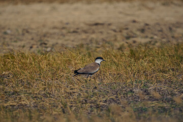 Spur-winged Lapwing (Vanellus spinosus) perched in dry grass