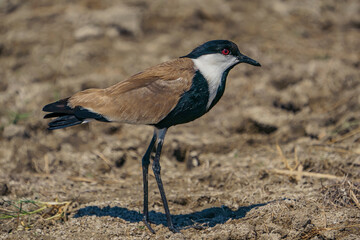 Spur-winged Lapwing (Vanellus spinosus) perched in dry grass