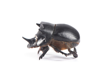 horned dung beetle isolated on white background