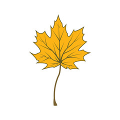 Fototapeta premium Maple leaf logo Template vector icon illustration design
