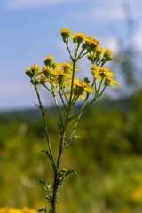 Closeup of many butterflies on a yellow flowering common ragwort or Jacobaea vulgaris plant