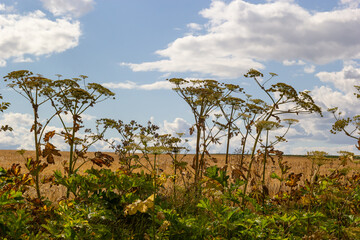 Heracleum Sosnowskyi on blue sky background. All parts of Heracleum Sosnowskyi contain the intense...