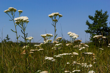 Achillea millefolium, commonly known as yarrow or common yarrow, is a flowering plant in the family Asteraceae