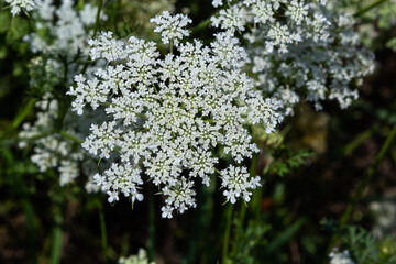 Daucus carota inflorescence, showing umbellets. White small flowers on garden. Blooming vegetables in the garden