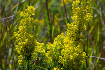 Galium verum is a herbaceous perennial plant of the family Rubiaceae. Flowering meadow, fragrant, honey plants