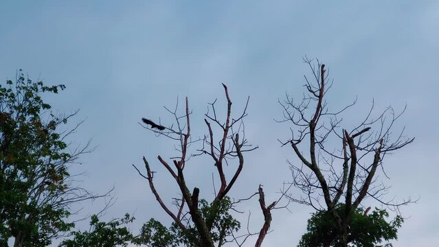 Black Bird Flying from Dead Tree