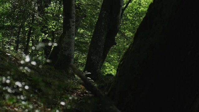 Slider Shot Of Group Of Trees In Heart Of Nature, Collados Del Ason Park , Cantabria