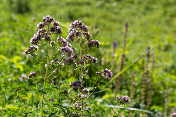 Close up view of pinc and lilac flowerheads of blooming oregano, origanum vulgare. Selected focus, blurred background
