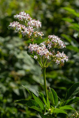 Obraz premium Black danewort Sambucus ebulus berries close-up. Blooming danewort, dwarf elderberry or elderwort, Sambucus ebulus