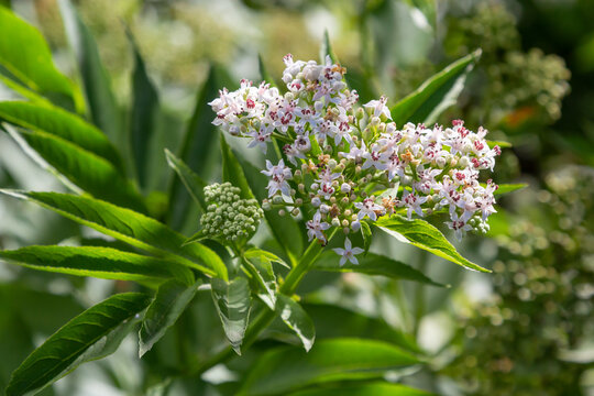 Black danewort Sambucus ebulus berries close-up. Blooming danewort, dwarf elderberry or elderwort, Sambucus ebulus