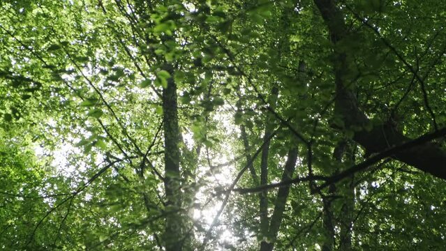 Tilt Down Shot Of Tall High Rise Green Trees In Collados Del Ason Park , Cantabria