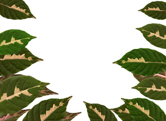 green leaf isolated on white background