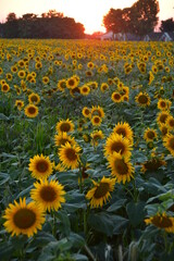 Obraz premium Summer sunflower field