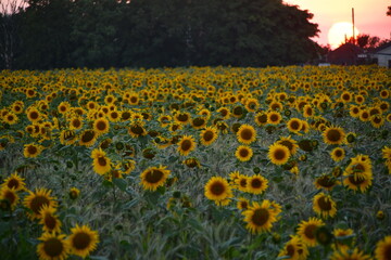 Obraz premium Summer sunflower field