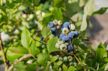 Branch of ripe blueberry on the bush close-up, growing organic blueberry in a garden.