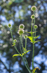 Dipsacus pilosus, Small Teasel. Wild plant shot in summer