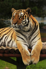 Tiger resting on a wooden platform in the zoo